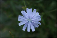 quiz : bloemen herkennen