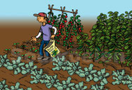 quiz : in de moestuin (L3)