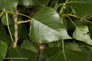 foto + namenlijst planten