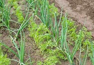 oefenreeks groentetuin