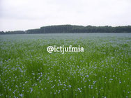 watermerk op foto plaatsen (online)