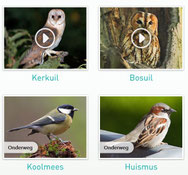 webcam vogelnestjes