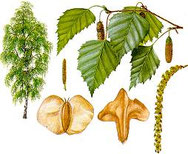 welke boom is het ?