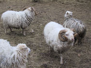 dierenfamilies(L2-OL)
