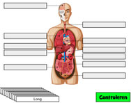 digipuzzel organen