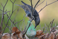 info dieren i n de winter klokhuis