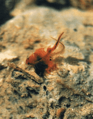 Artemia- vegetación de las Lagunas de las Mata y Torrevieja.