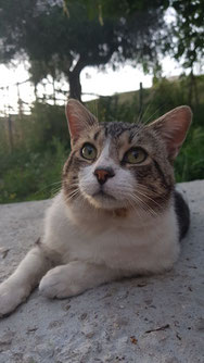 Finca-Kater