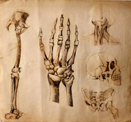 osteopathische Kenntnisse Anatomie