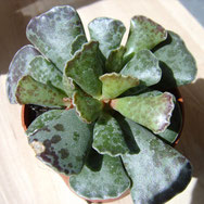 Adromischus cooperi