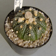 Astrophytum asterias