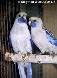 Blau Platycercus elegans (Pennantsittich) 