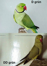 Dunkelfaktor    Psittacula krameri (Halsbandsittich) 