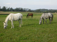 Kleinstgruppen