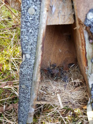 Schnäppernest Foto: NABU/H.Huber