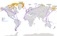 Karte zur Verbreitung, der Zugwege und Rastplätze des Knutts (Calidris canutus) und der Unterarten, canutus, islandica, rufa, rogersi, roselaari, piersmai weltweit. 