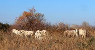Sehenswürdigkeiten Provence: Die weißen Pferde der Camargue.