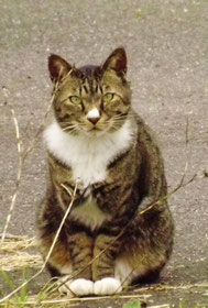 保護猫奮闘記ブログ猫大好き日本料理店