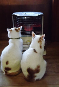 保護猫奮闘記ブログ猫大好き日本料理店