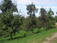 Schwarzwaldhof Hölzleberg, Brennerei Josef Gmeiner in Durbach im Schwarzwald, https://www.hoelzleberg.de/edelbrände - Herstellung Edelbrand, Obstbrand, Likör und Ansatzschnaps aus den hofeigenen Obstsorten