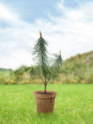 kiefer-junger-baum-kaufen-keltisches-baumhoroskop