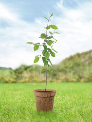 hainbuche-junger-baum-kaufen-keltisches-baumhoroskop