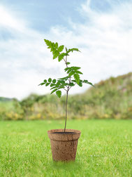 eberesche-junger-baum-kaufen-keltisches-baumhoroskop