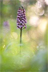 Orchis
