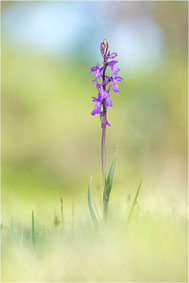 Anacamptis