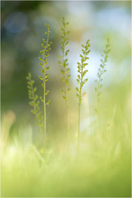 Listera