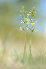 Platanthera