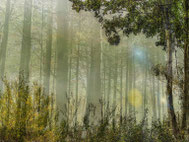 Wald 2 von Dagmar Phillips