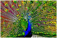Pfau von Rüdiger Katterwe