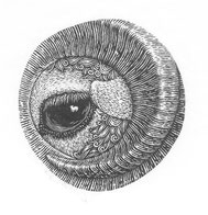 2015瞳の奥 The Depth of Pupil　5. 0x 4. 8cm-Limited Edition 30　木口木版 ￥9,500