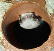 Wasserfledermaus  ©Matthias Weiß