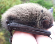 Bartfledermaus spec.  ©Jana Stepanek