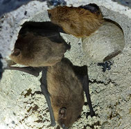 Pipistrellus                    -                                                 ©Matthias Weiß