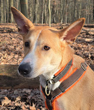 Foto von Daisy