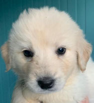 Frodo