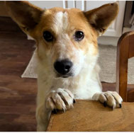 Pepito (11/24)