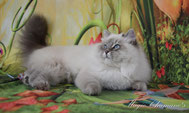 chat sibérien néva masquerade