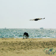 Dog and crow on the beach 