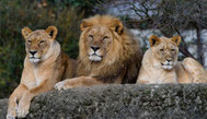 Zoo Basel 2018