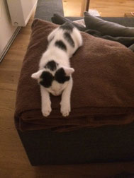 unser Katzenbaby Coco, Relaxing auf dem Sofa :-)