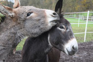 Mr. Tom & Bounty beim Spielen