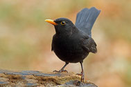 Amsel - LBV Bildarchiv Foto: Frank Derer