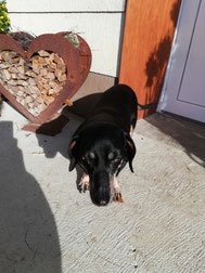 Hospizpate (Tierarztpate) gesucht für Dackelchen Lilly - 14 Jahre alt. 