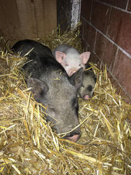 MinischweinFamilie