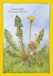 Wildkräuterkarten, Krautling, Löwenzahn, Taraxacum officinale,  Elfen, Gnome Feen