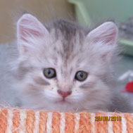 Veselka Karin - Blue silver golden cream tabby mackerel